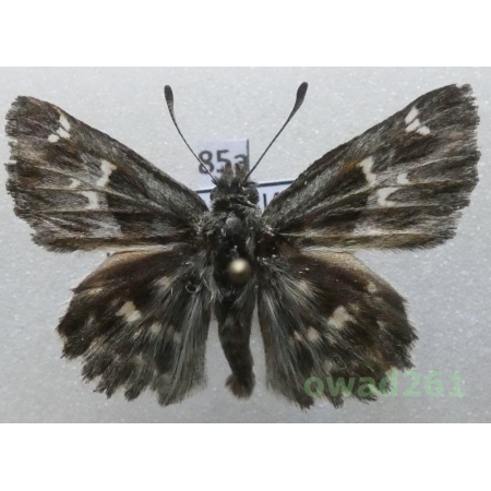 Muschampia orientalis (Reverdin, 1913) Bulgaria85a